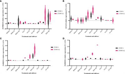 Exogenously applied Casuarina equisetifolia leaf extracts act as an osmoprotectant on proline accumulation under drought stress in local rice from Indonesia